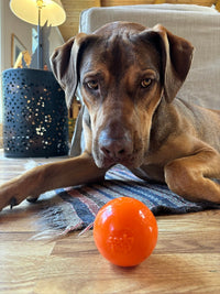 Squeak Ball - Durable Squeaky Dog Toy, Floats, Chew Toy | USA Made - BIG FRENCHIES
