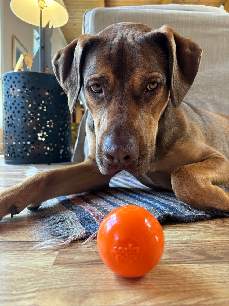 Squeak Ball - Durable Squeaky Dog Toy, Floats, Chew Toy | USA Made - BIG FRENCHIES