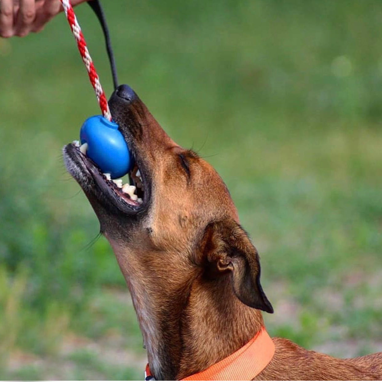 USA-K9 Cherry Bomb Rubber Dog Chew Toy | K9 Handler Reward Toy | Blue | USA Made - BIG FRENCHIES