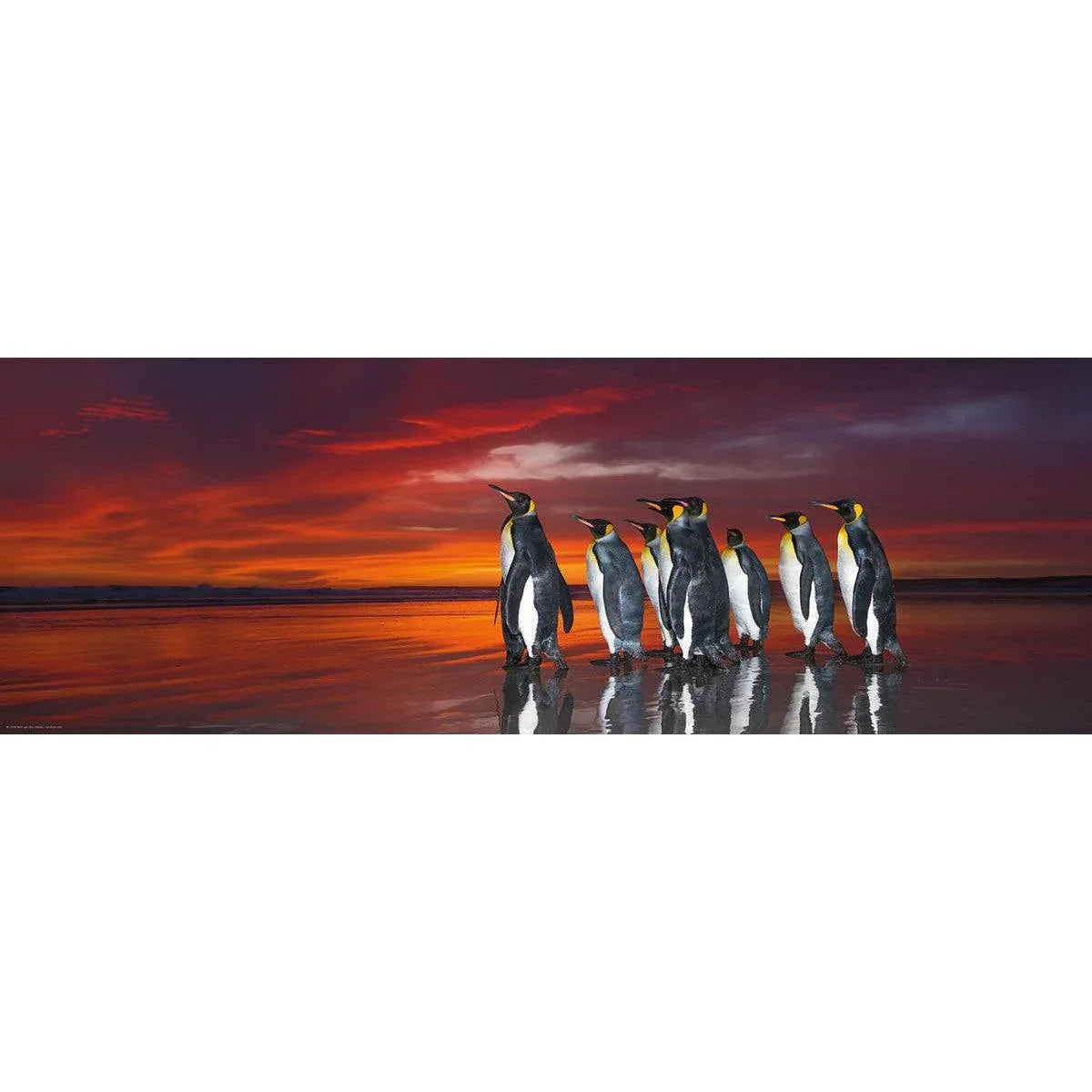 King Penguins 1000 Piece Panoramic Jigsaw Puzzle Heye - BIG FRENCHIES