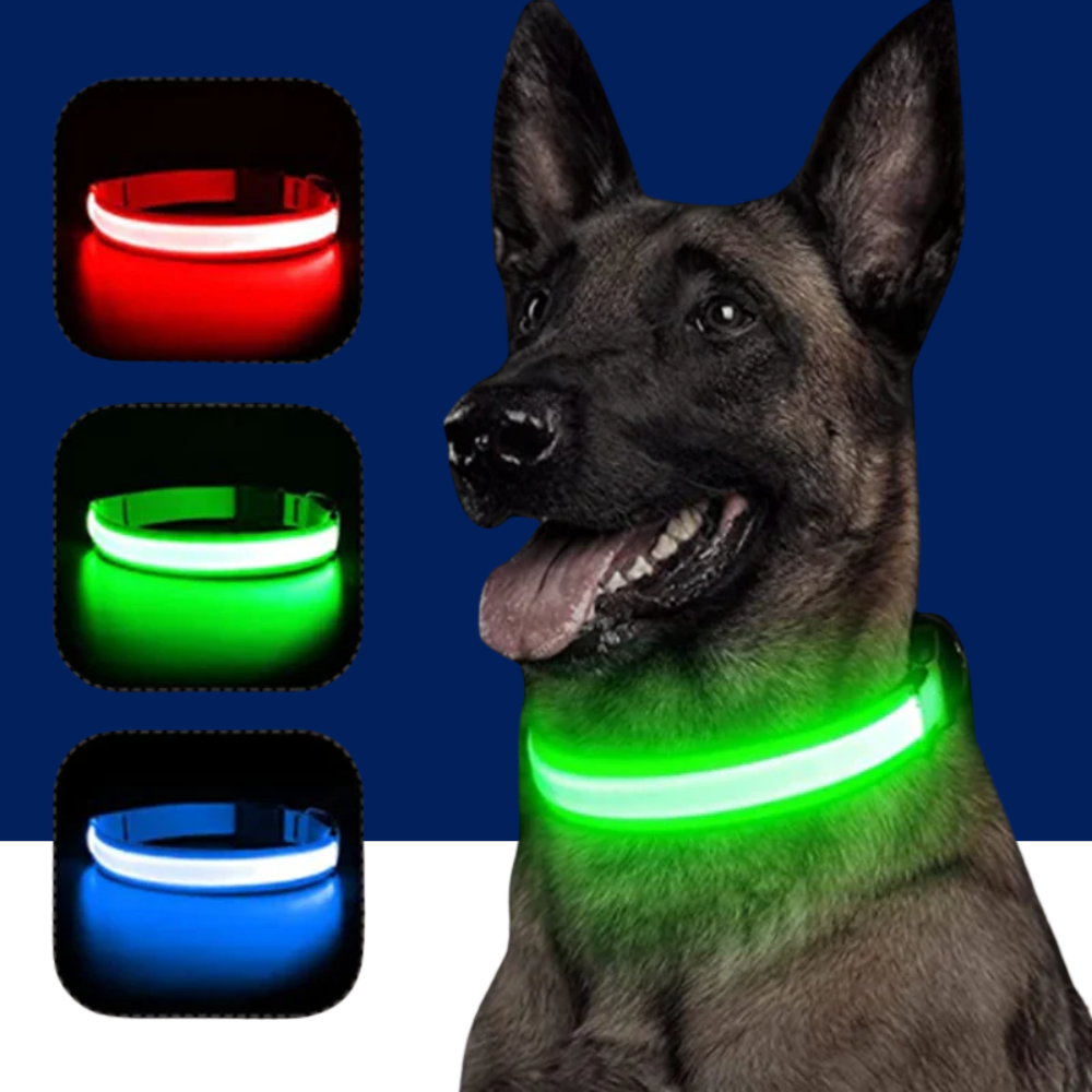 LED Pet Dog Collar for Night Safety | Bright USB Rechargeable - BIG FRENCHIES