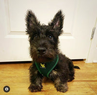 EcoBark Forest Green Dog Harness - Over-the-Head Vest Halter Soft Mesh for Small to Medium Dogs - BIG FRENCHIES