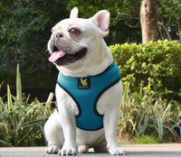 EcoBark Teal Dog Harness - Over-the-Head Soft Mesh Dog Vest Halter for Small to Medium Dogs and Puppies - BIG FRENCHIES