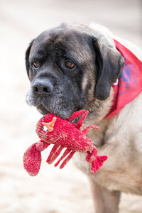 McCracken Lobsta™ Knottie® Plush Dog Toy - BIG FRENCHIES