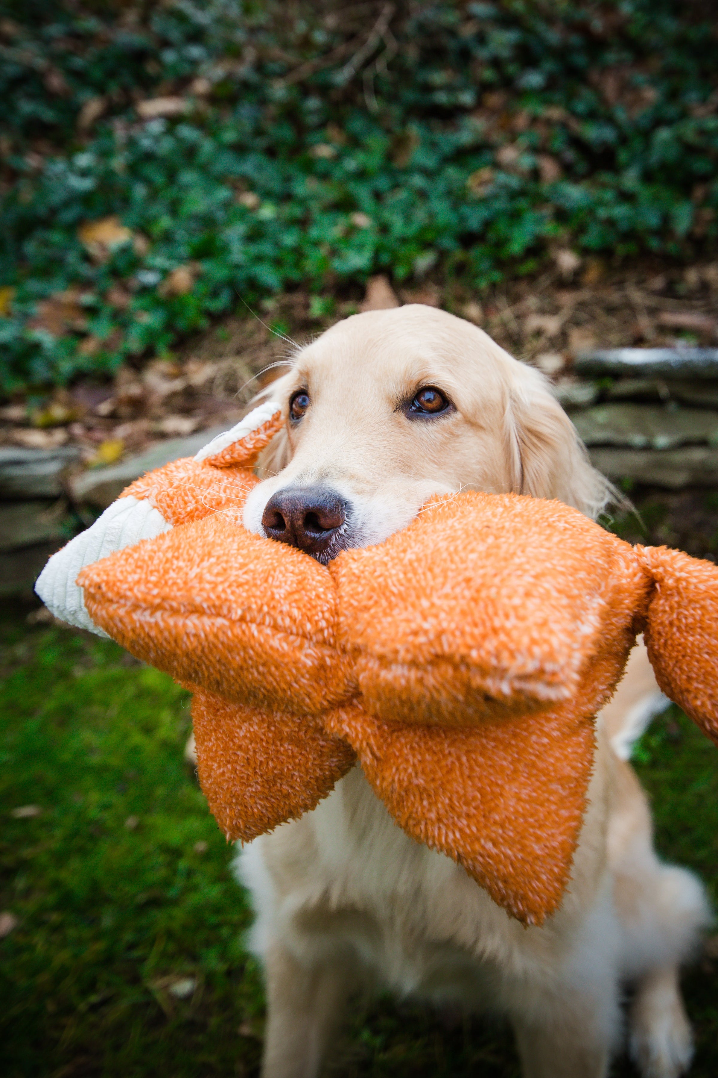 Squooshie™ Fox Plush Dog Toy - BIG FRENCHIES