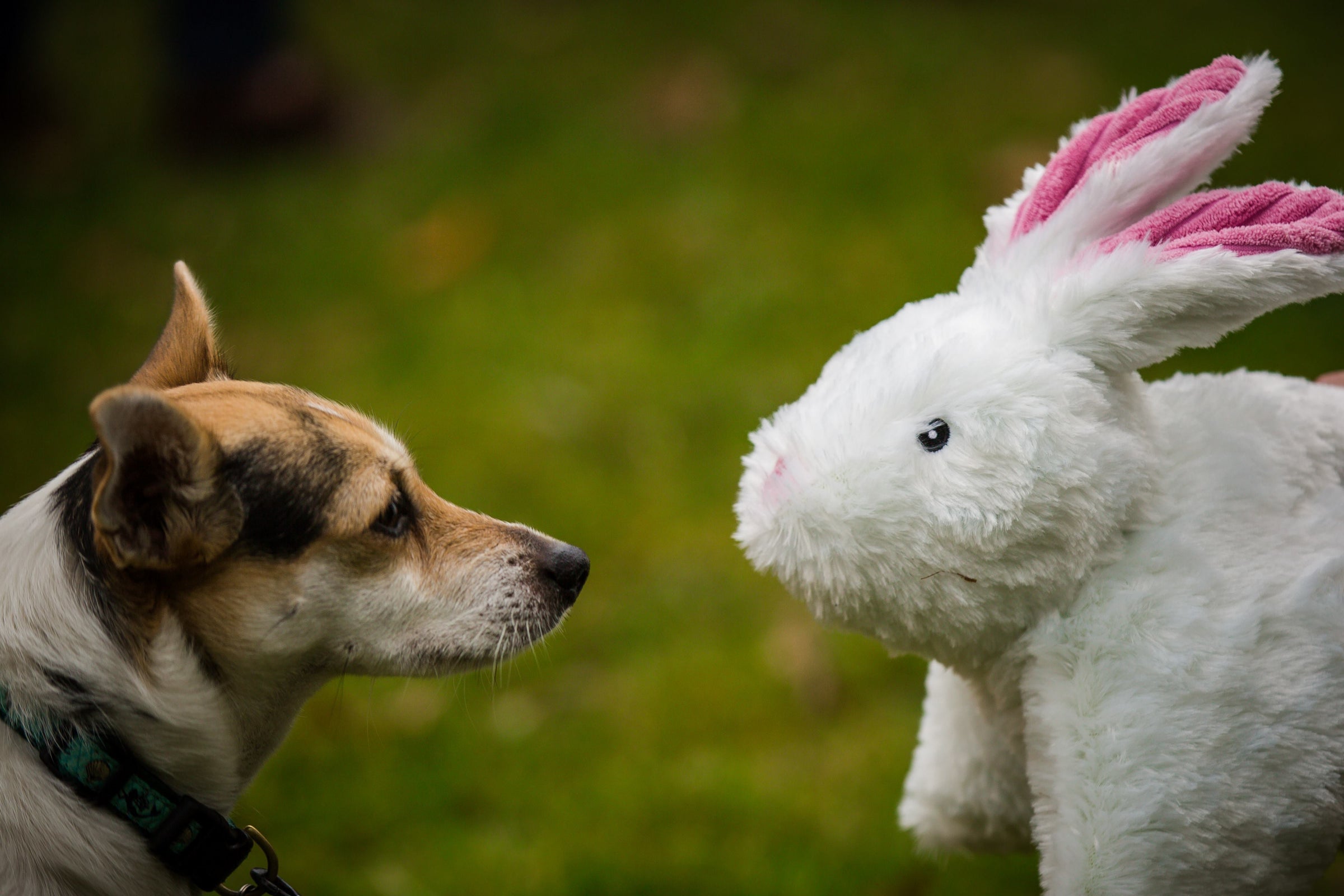 Squooshie™ Bunny Plush Dog Toy - BIG FRENCHIES