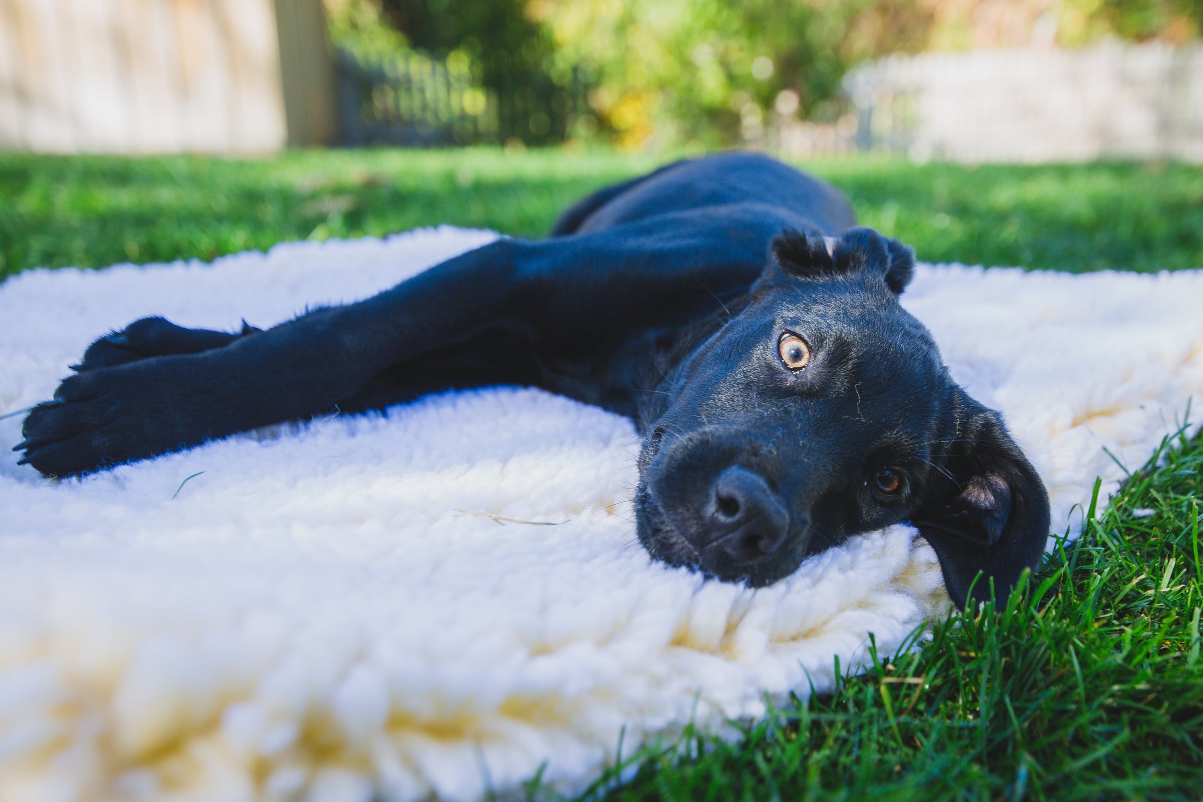 HuggleFleece® Mat Cat & Dog Bed - BIG FRENCHIES