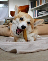 Himalayan Yak Cheese Dog Chews