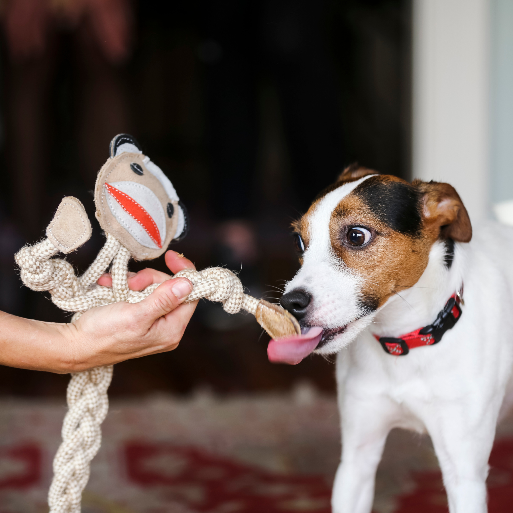 Stuey Sock Monkey Natural Rope Knottie® Dog Toy, Large (9mm rope diameter) - BIG FRENCHIES