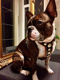 The ''Bijou'' harness Black & Orange Small to Medium Size