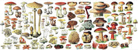 Mushrooms Mug - BIG FRENCHIES
