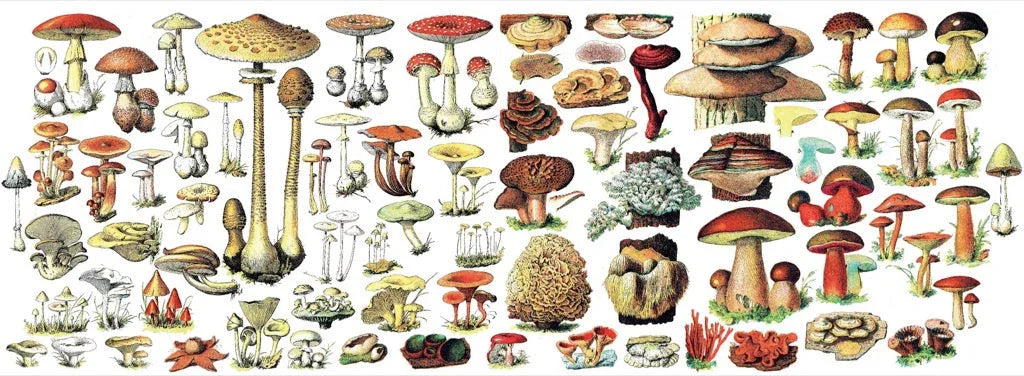Mushrooms Mug - BIG FRENCHIES