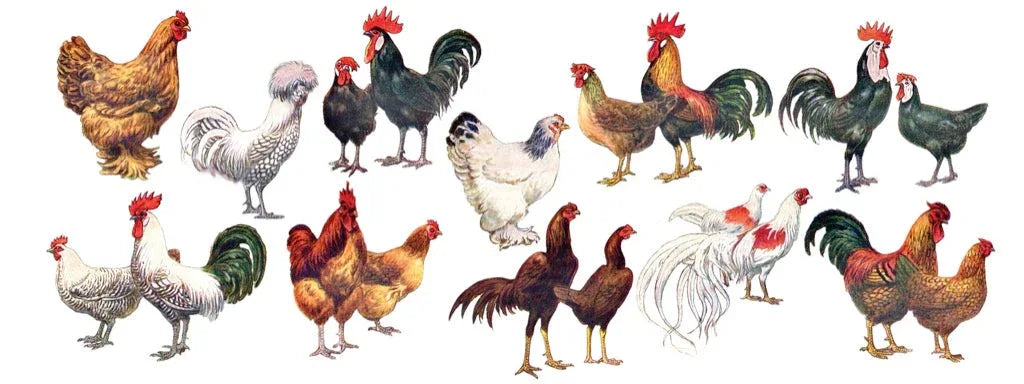 Chickens ~ Poules Mug - BIG FRENCHIES