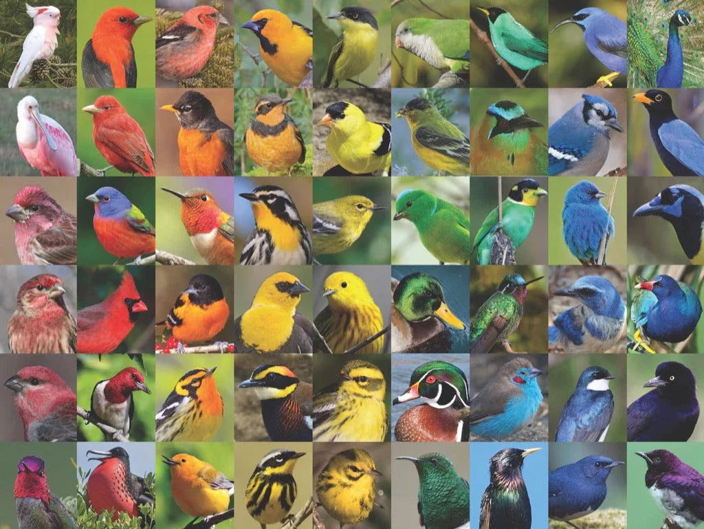 Rainbow of Birds - BIG FRENCHIES