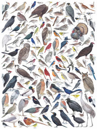 Birds of Eastern/Central North America - BIG FRENCHIES