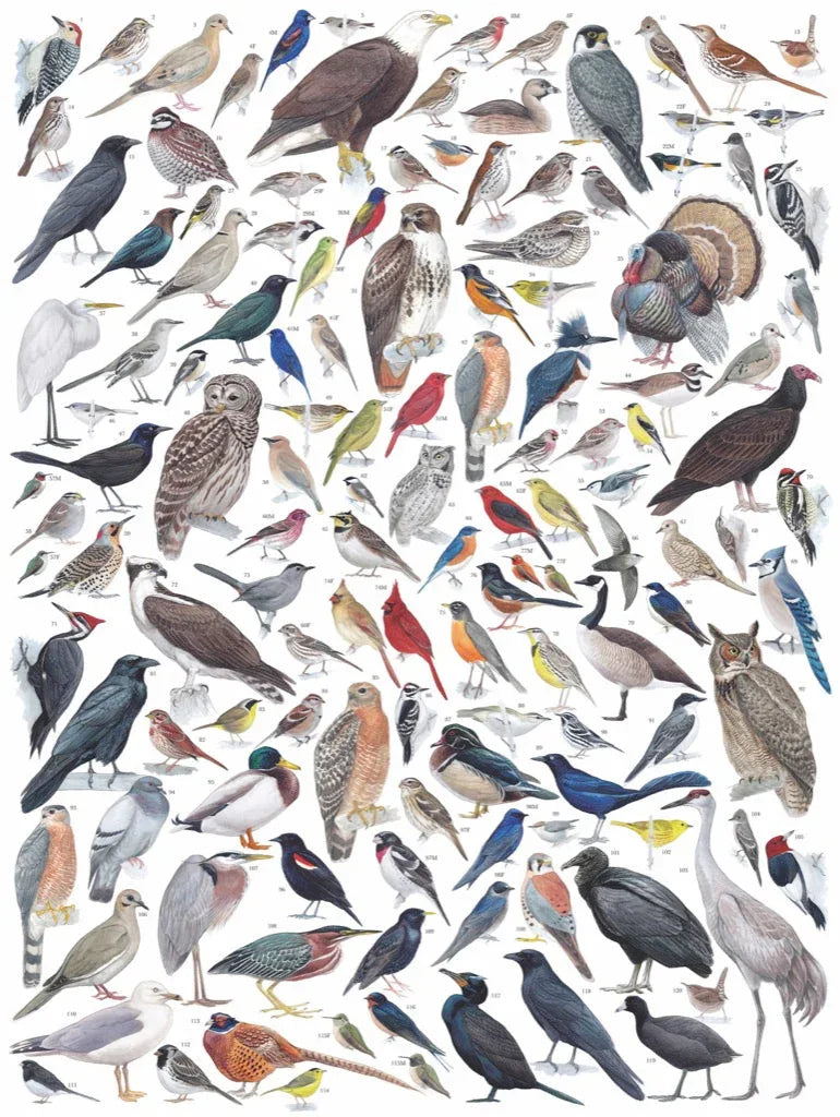 Birds of Eastern/Central North America - BIG FRENCHIES