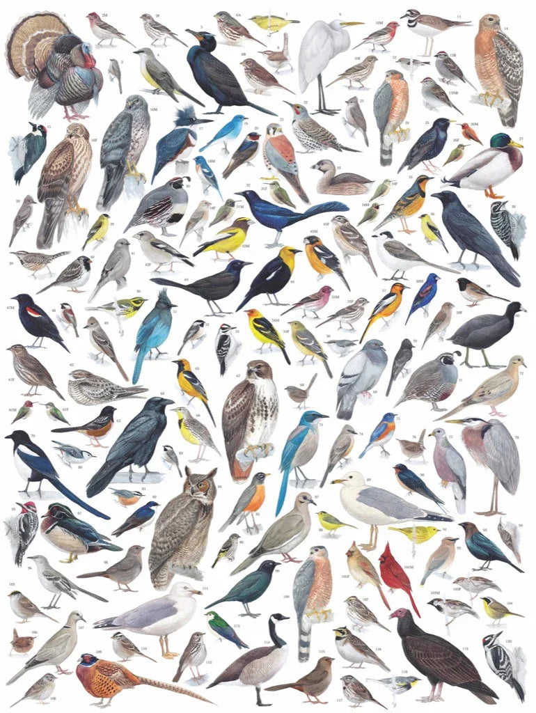 Birds of Western North America - BIG FRENCHIES