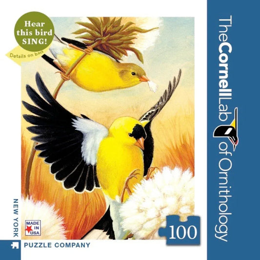 American Goldfinch Mini - BIG FRENCHIES