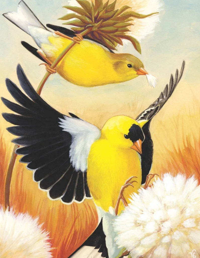 American Goldfinch Mini - BIG FRENCHIES