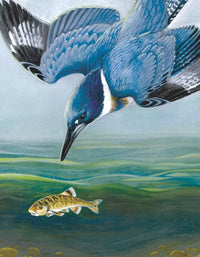 Belted Kingfisher Mini - BIG FRENCHIES