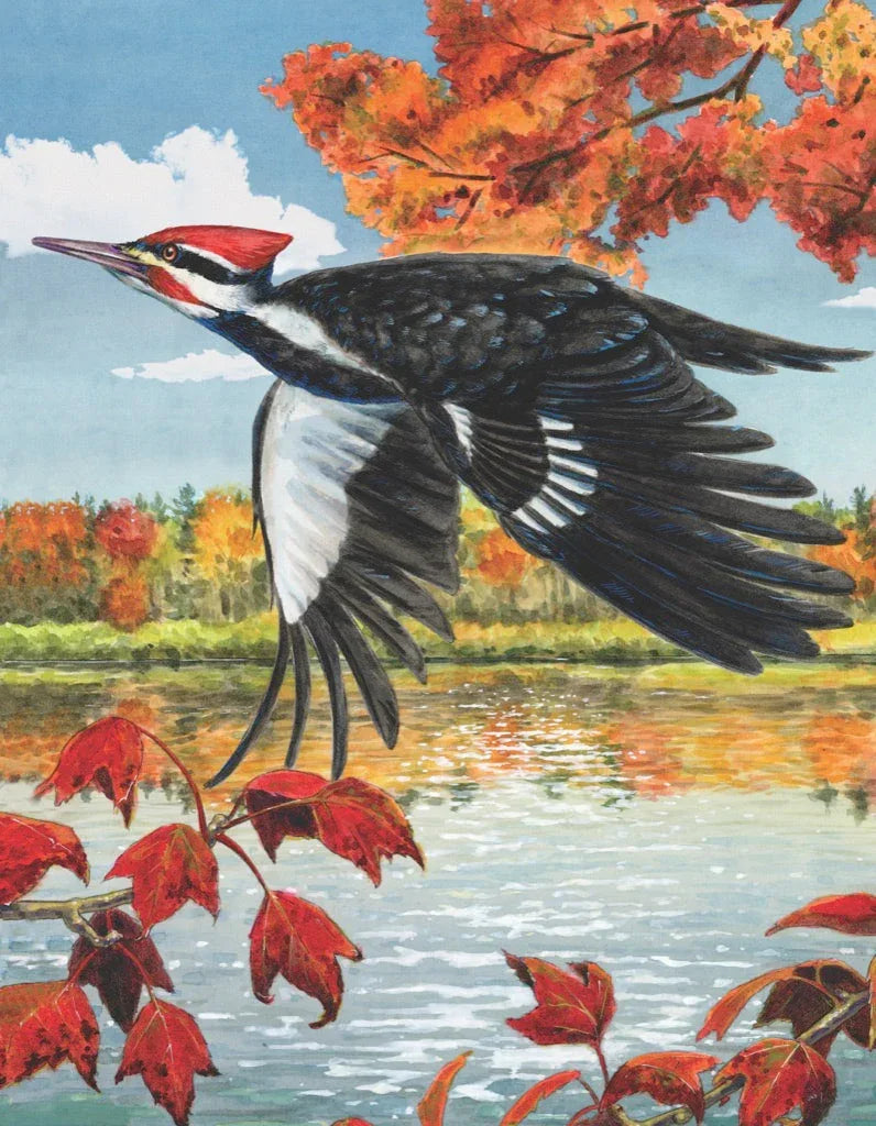 Pileated Woodpecker Mini - BIG FRENCHIES