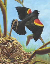 Red-winged Blackbird Mini - BIG FRENCHIES
