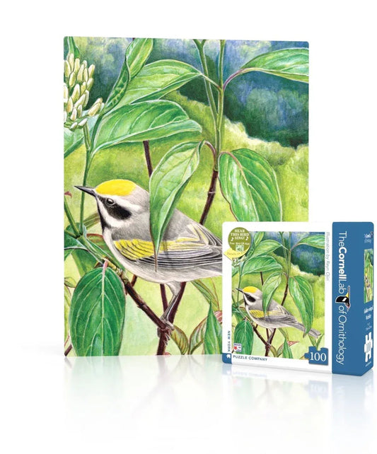 Golden-winged Warbler Mini - BIG FRENCHIES