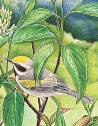 Golden-winged Warbler Mini - BIG FRENCHIES