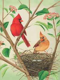 Northern Cardinals - BIG FRENCHIES