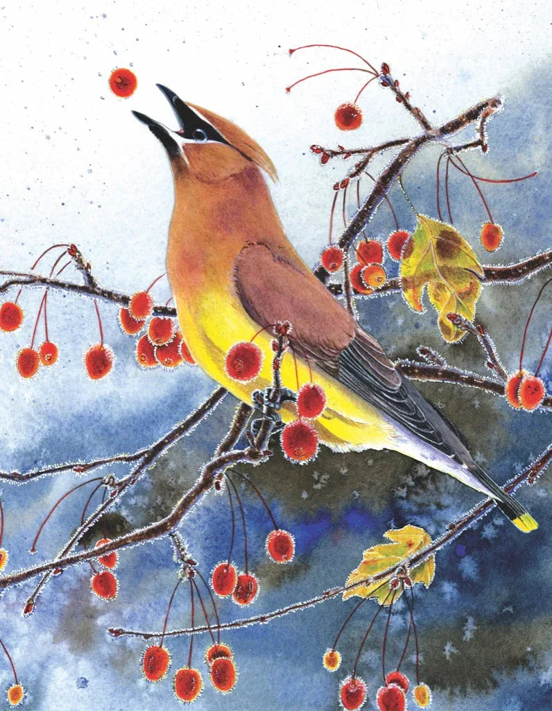 Cedar Waxwing Mini - BIG FRENCHIES