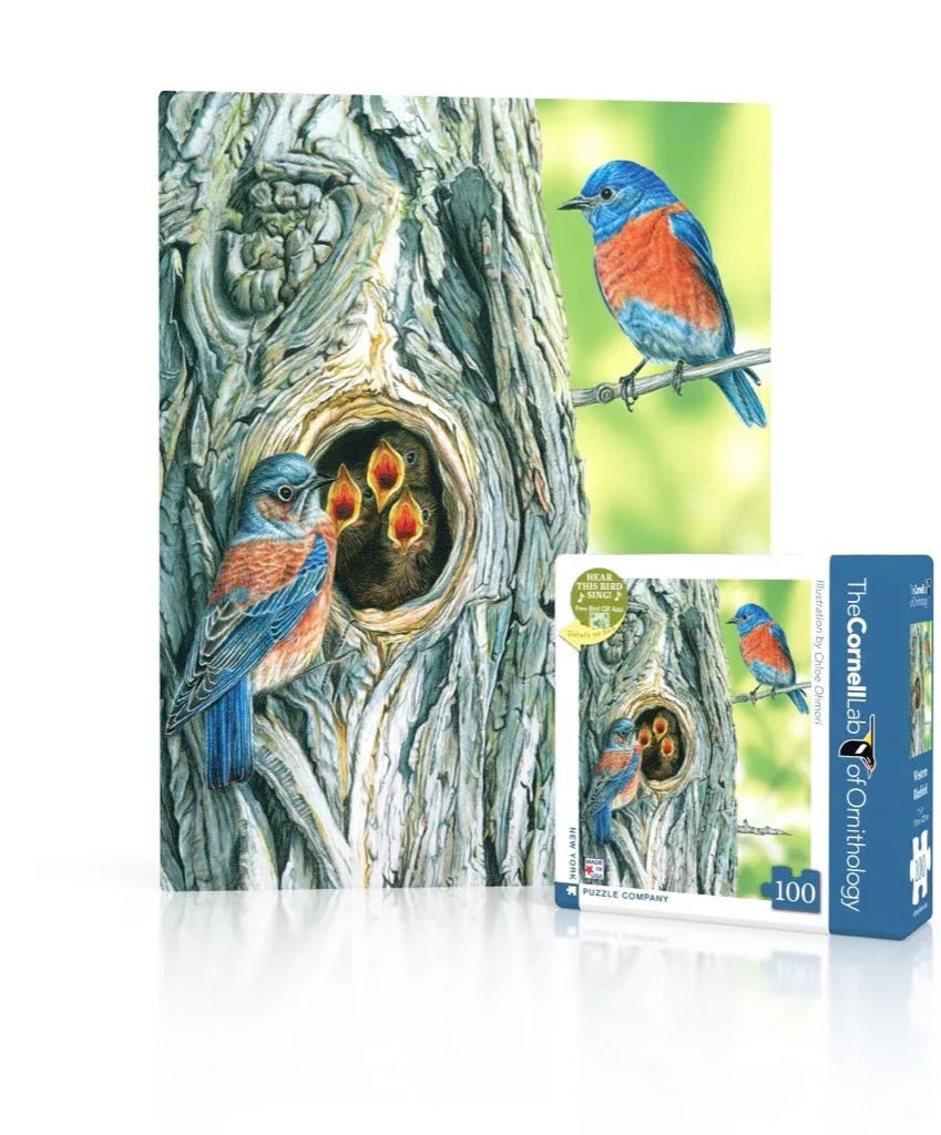 Western Bluebird Mini - BIG FRENCHIES