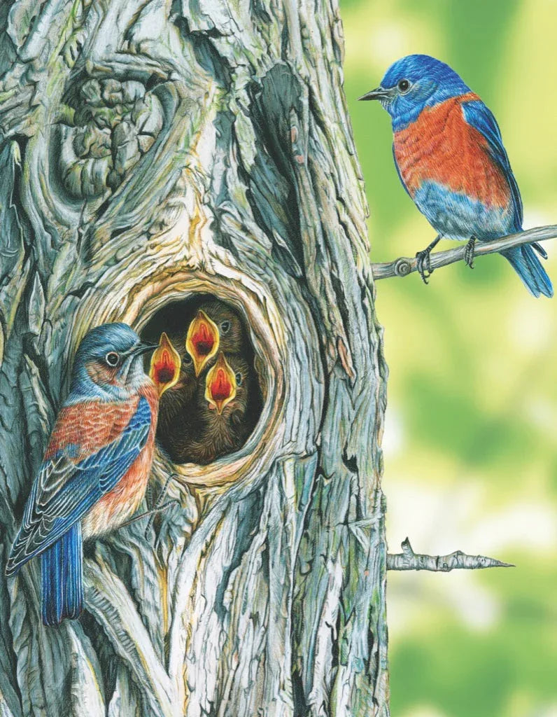 Western Bluebird Mini - BIG FRENCHIES