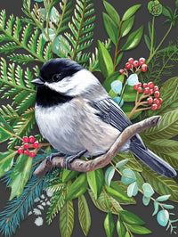 Black-capped Chickadee - BIG FRENCHIES