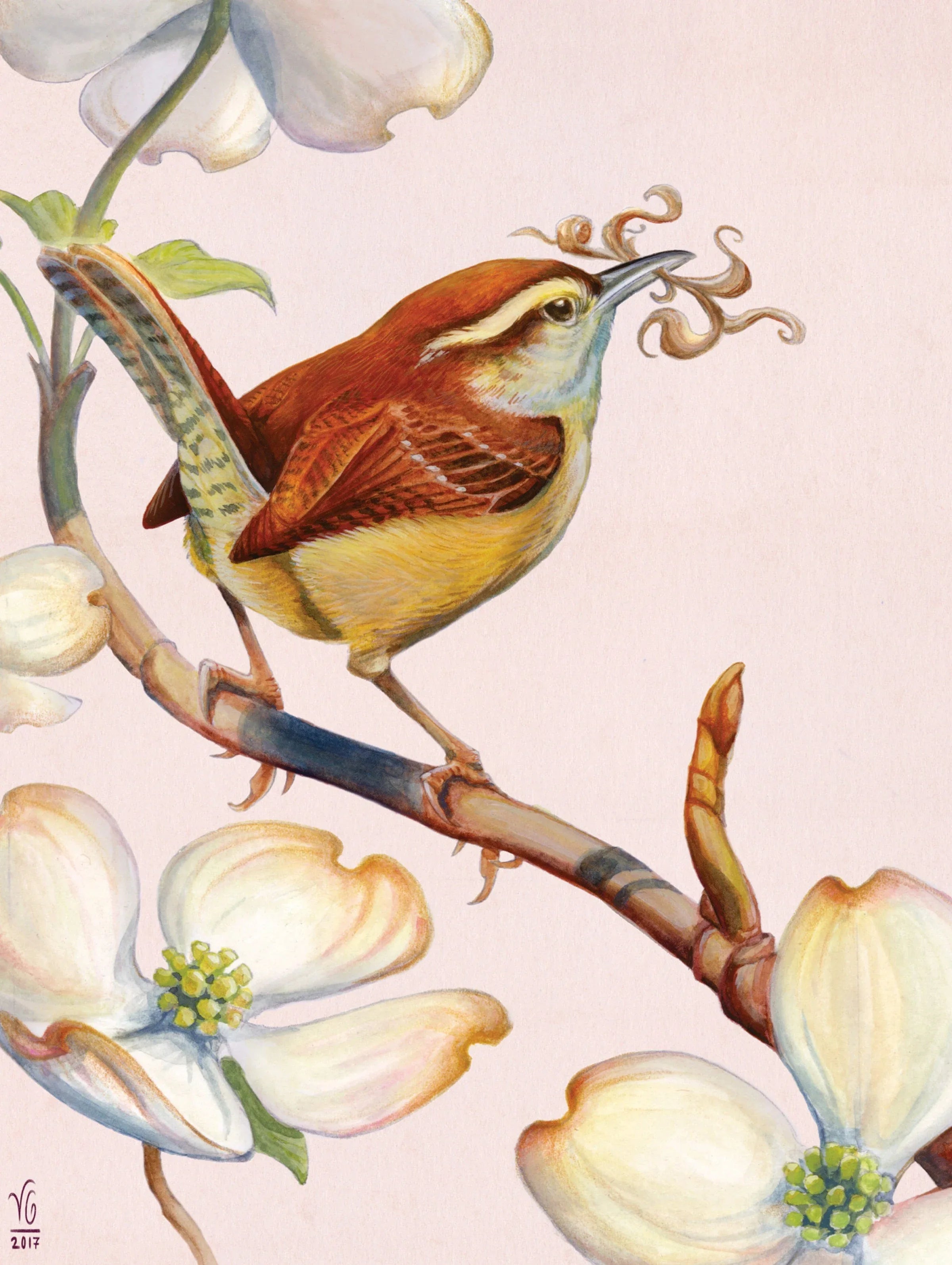 Carolina Wren - BIG FRENCHIES
