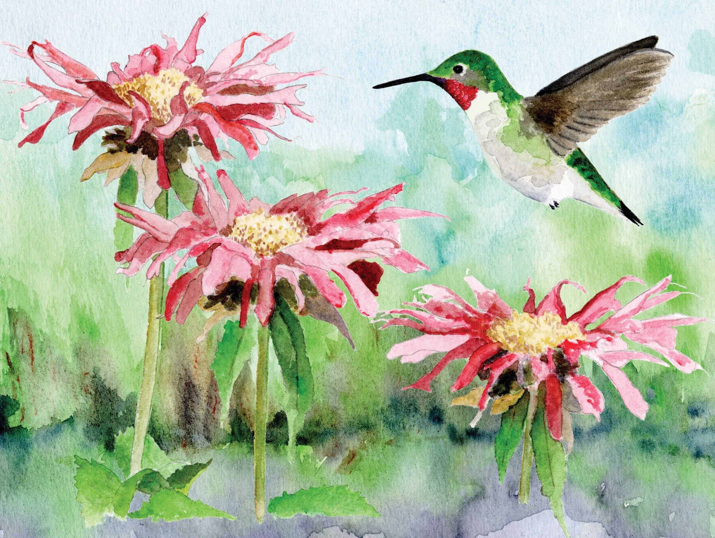 Ruby-throated Hummingbird - BIG FRENCHIES