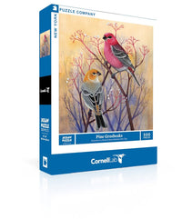 Pine Grosbeaks - BIG FRENCHIES