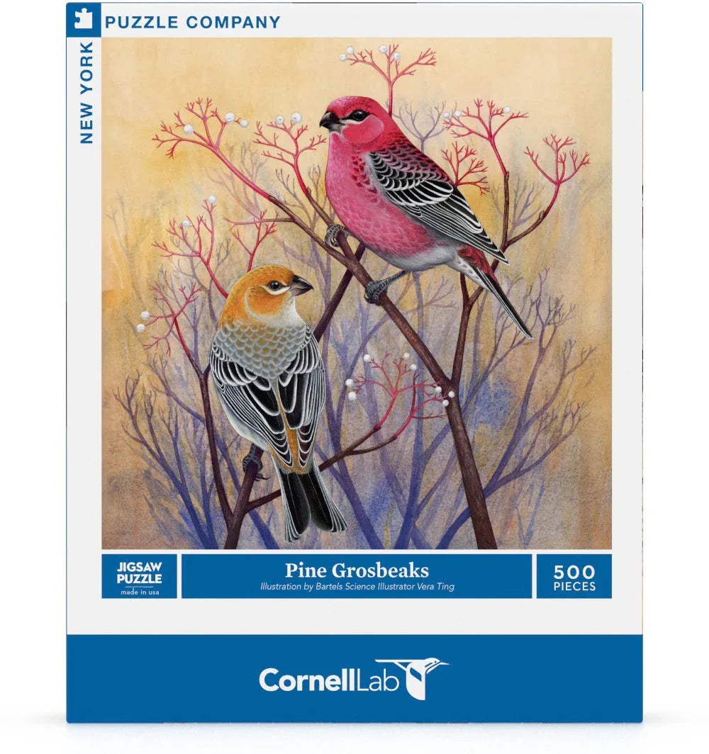 Pine Grosbeaks - BIG FRENCHIES