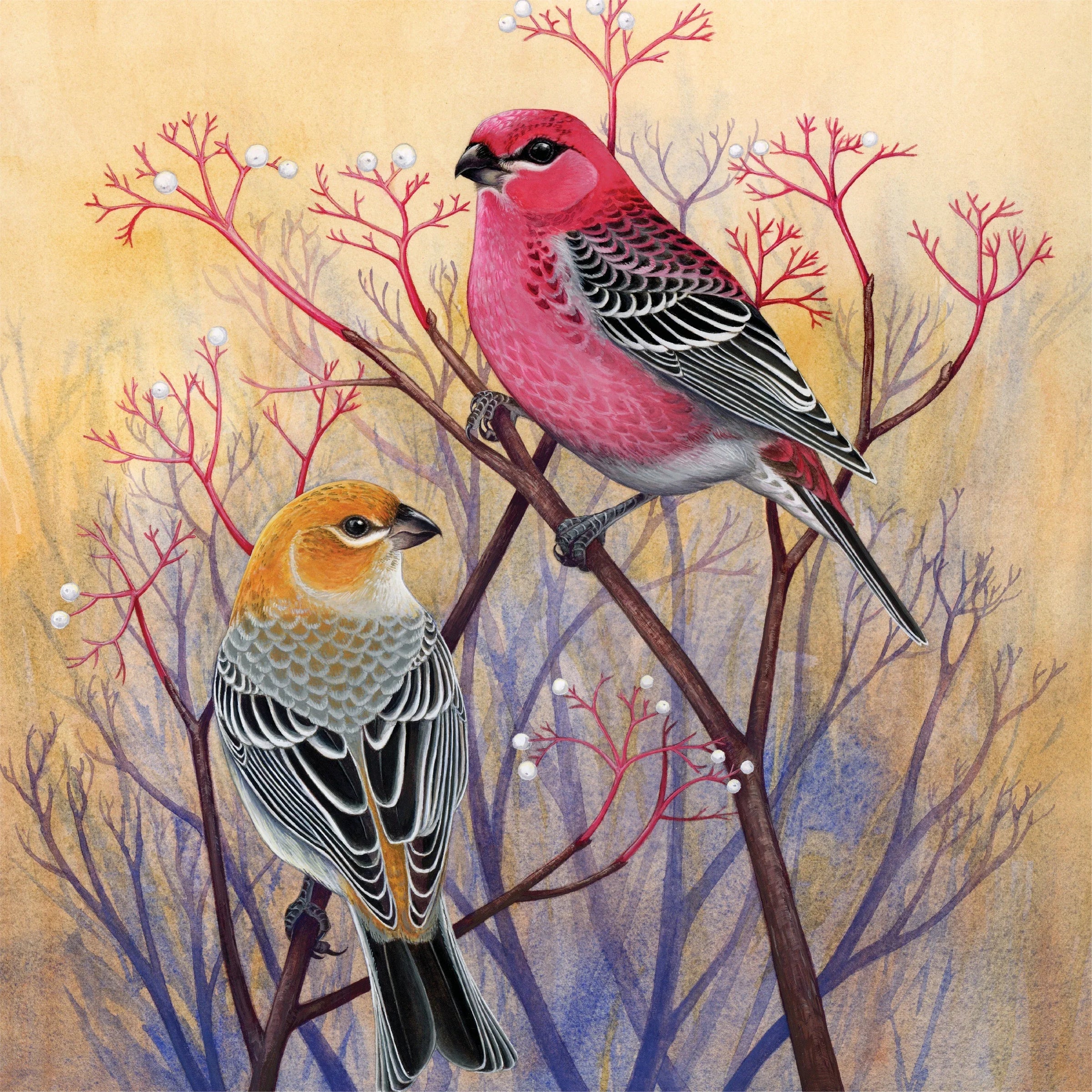 Pine Grosbeaks - BIG FRENCHIES