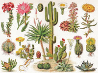 Cacti ~ Cactus - BIG FRENCHIES