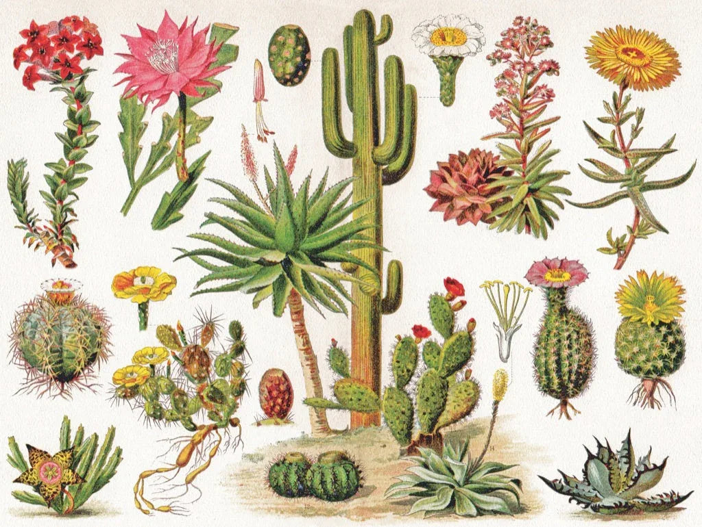 Cacti ~ Cactus - BIG FRENCHIES
