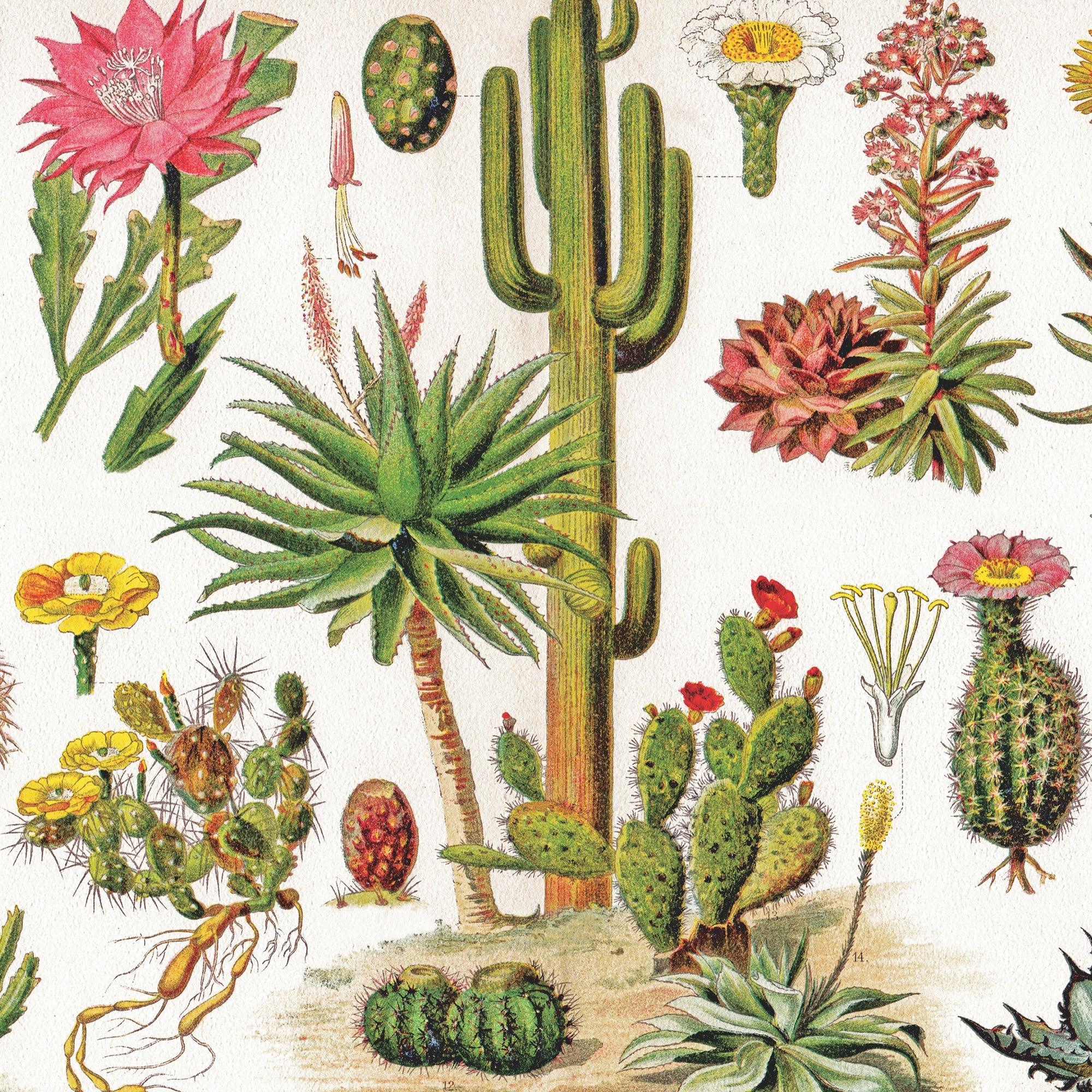 Cacti ~ Cactus - BIG FRENCHIES