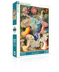 Sea Anemones - BIG FRENCHIES