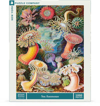 Sea Anemones - BIG FRENCHIES