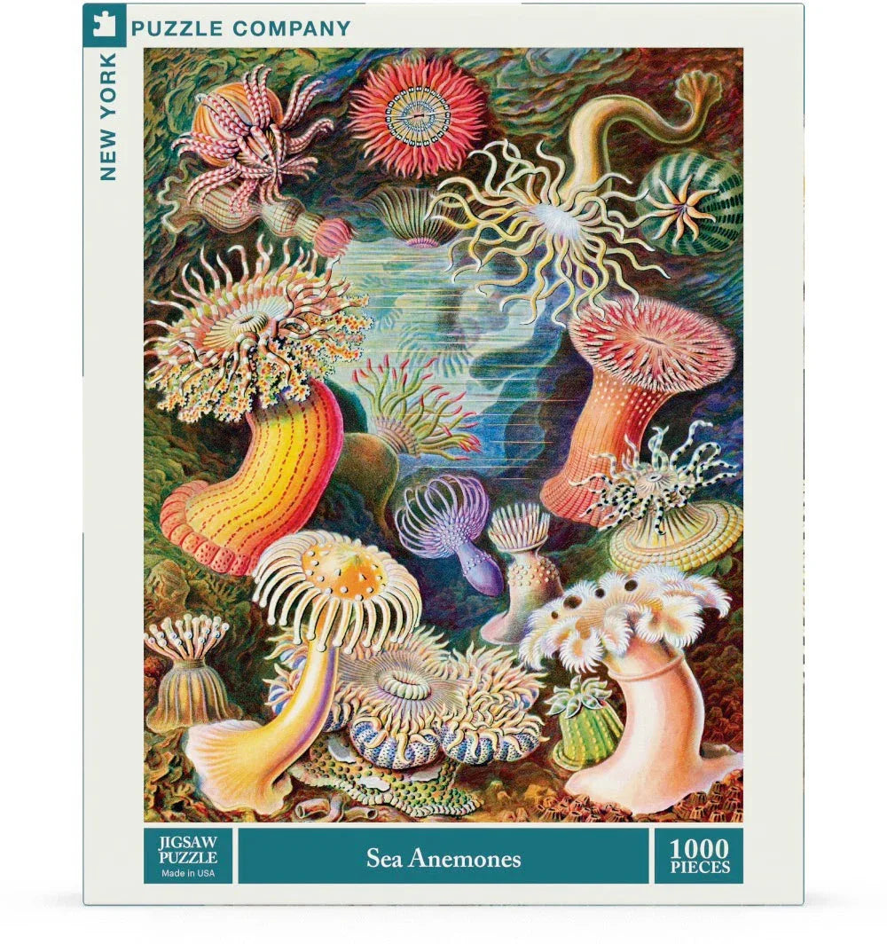 Sea Anemones - BIG FRENCHIES