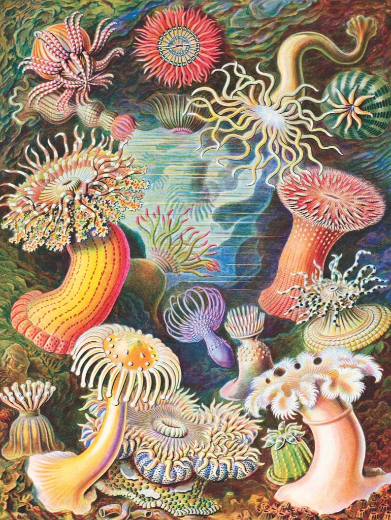 Sea Anemones - BIG FRENCHIES