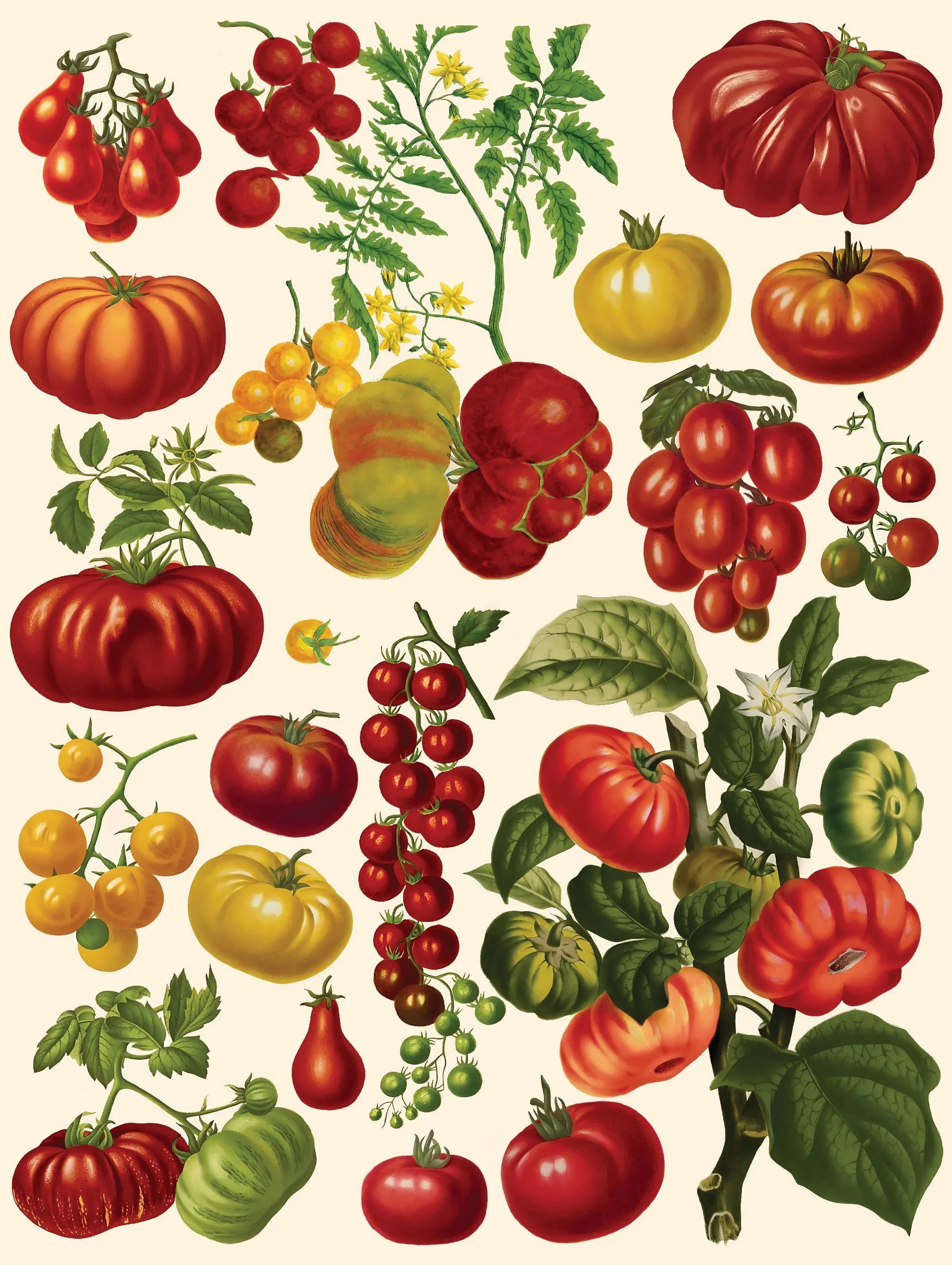 Tomatoes - BIG FRENCHIES
