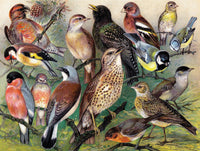 Songbirds - BIG FRENCHIES