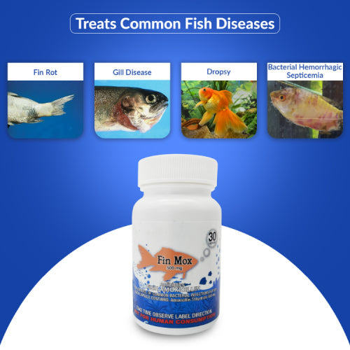 Fish Mox 500mg Capsules for Aquarium Fish – 30 Count – Water Care Support