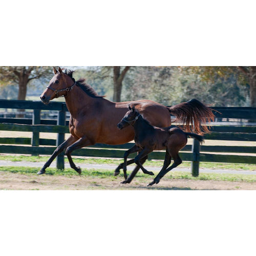 Sweet PDZ Horse Stall Refresher Granules Odor Eliminator 40lbs.