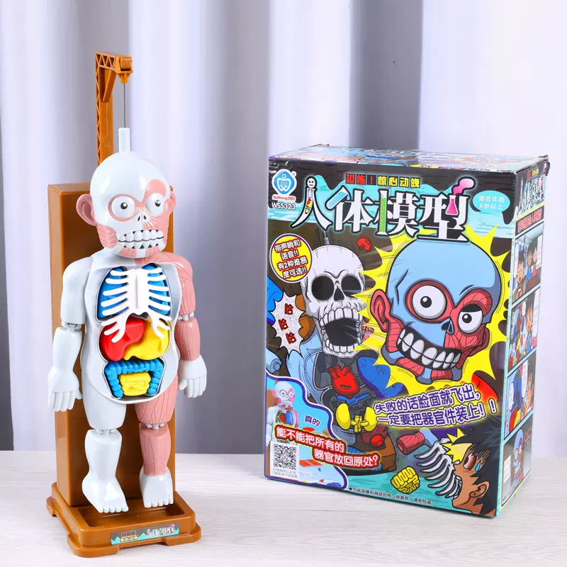 The human body's internal organs are structurally quirky and can vibrate-MEACAOFG